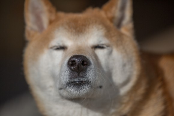 Shiba Inu dog with its eyes closed.
