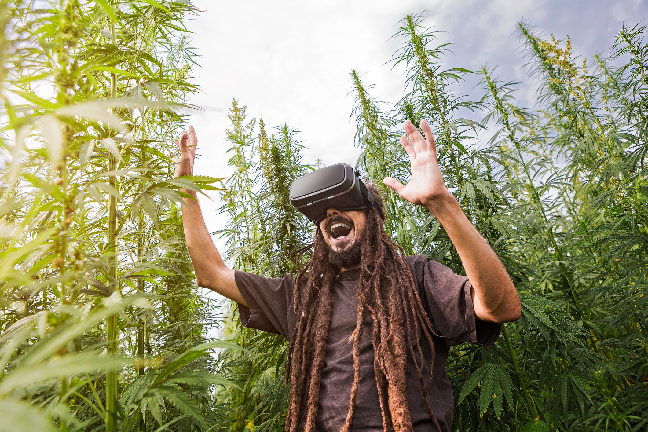 Virtual reality excitement in a cannabis field