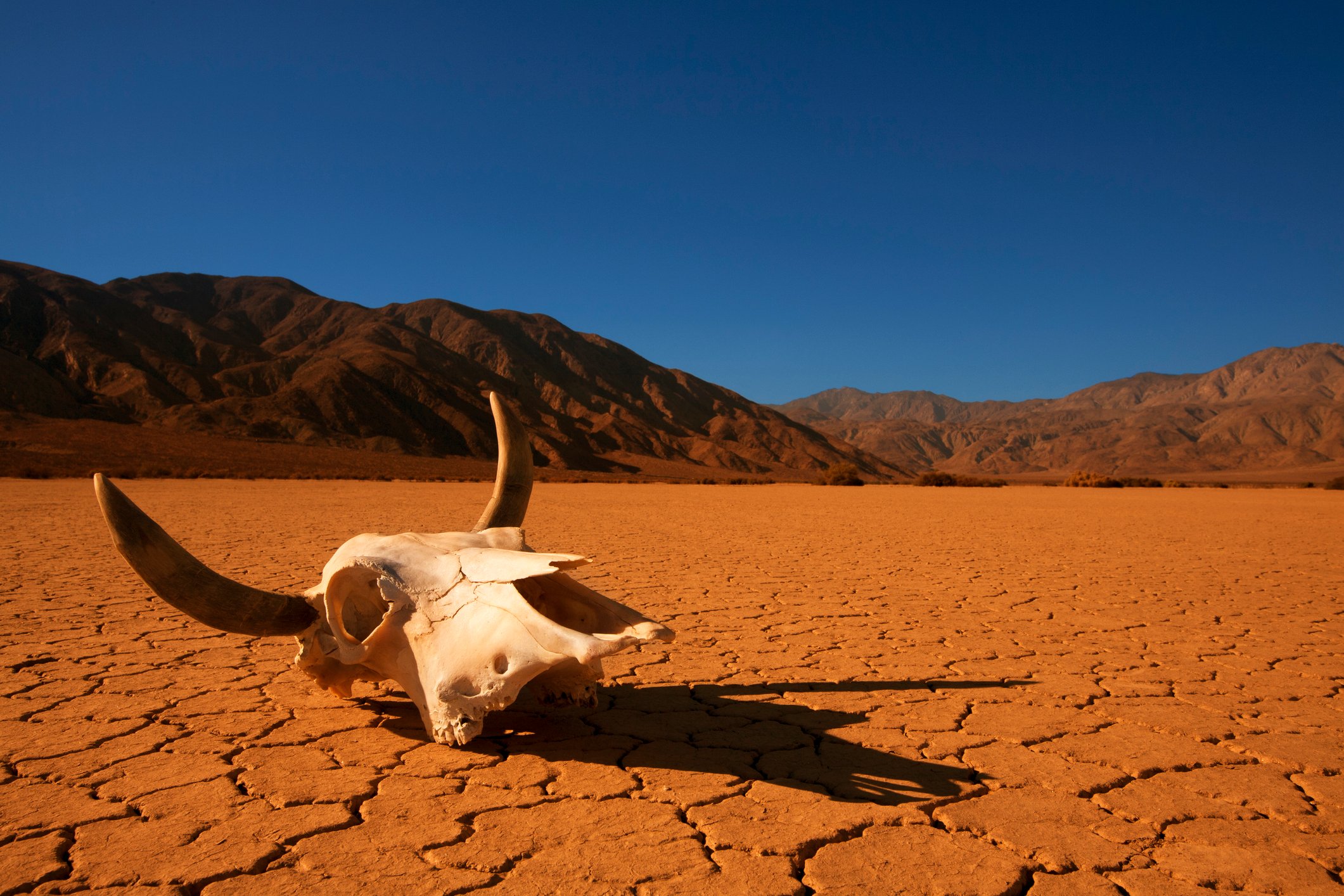 An animal skull lies on the cracked desert earth with mountains in the background. 