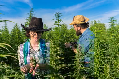 Two people in a cannabis plant farm