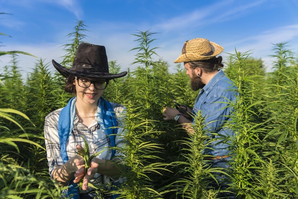 Two people in a cannabis plant farm.