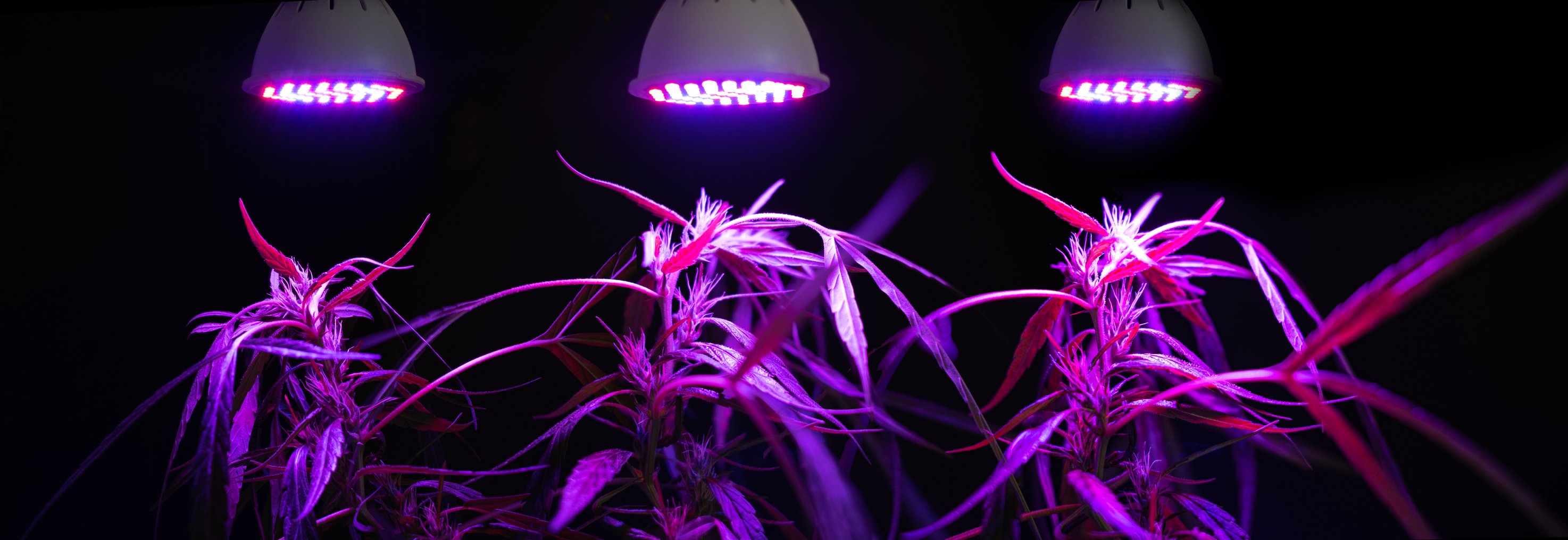 Marijuana plants growing under LED lights.