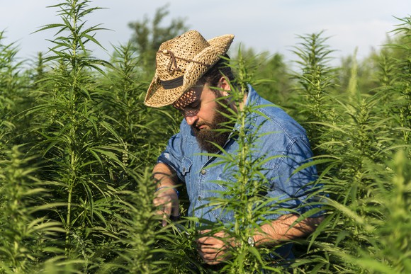Man harvesting marijuana