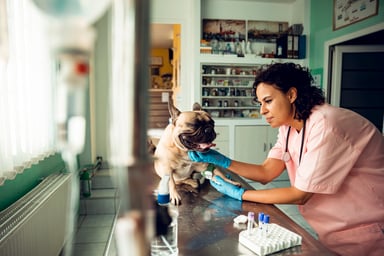 a veterinarian treating a dog