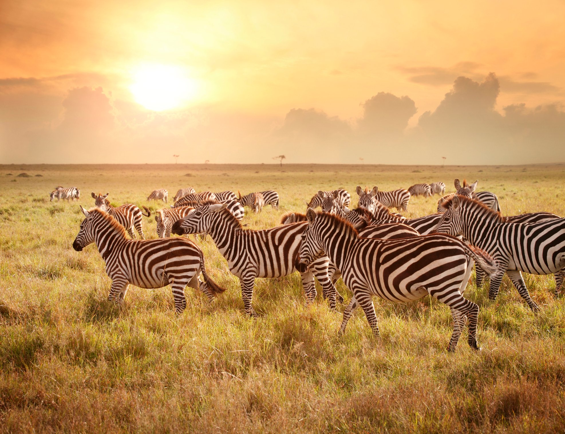 A herd of zebras grazing in an open field with a bright sun in the background.