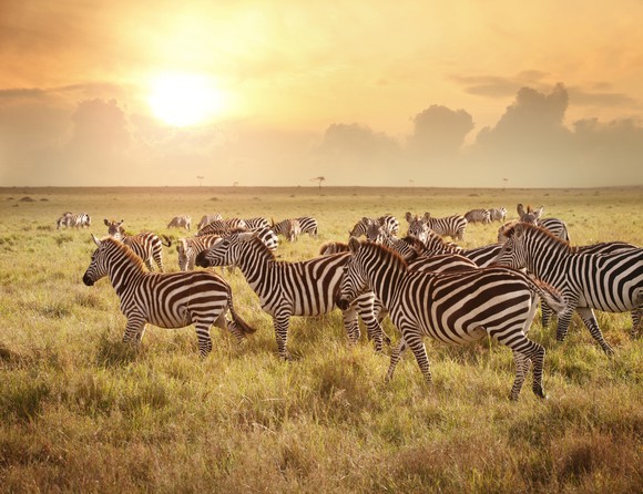A herd of zebras grazing in an open field with a bright sun in the background.