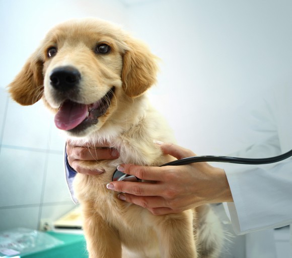 A dog getting a veterinarian check.
