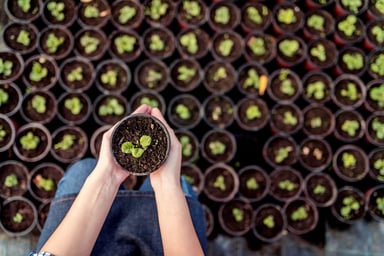 small-plant-saplings-in-pots