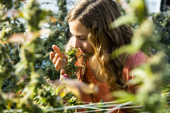 Marijuana grower checks on a plant in a field.