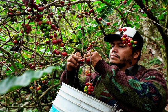 a coffee bean picker pickes coffee beans and puts them in a harvesting bucket. 