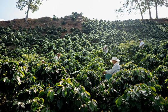 Workers on a coffee farm harvesting beans.