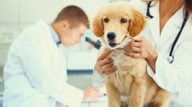 two vets conducting blood test on puppy