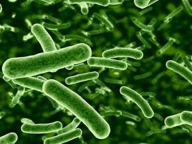 Microscope view of bacteria flowing