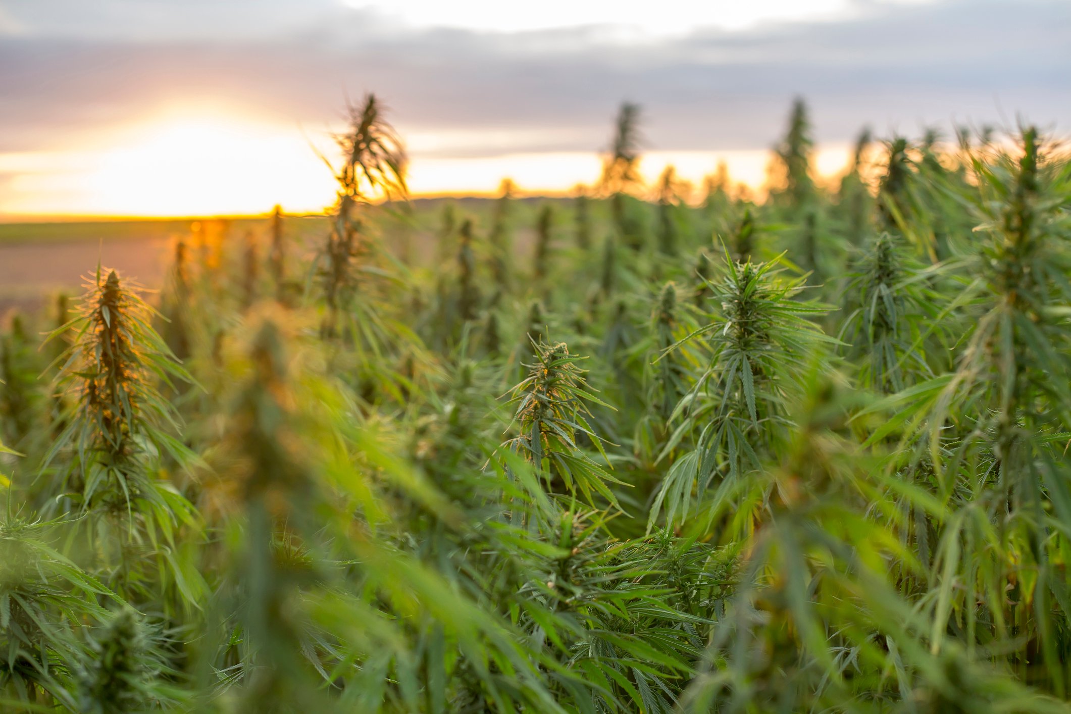 A field of hemp seen against a rising or setting sun. 