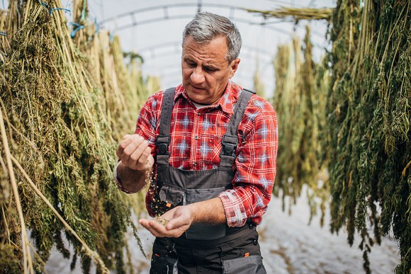 A farmer gathering dried cannabis seeds in a greenhouse. 