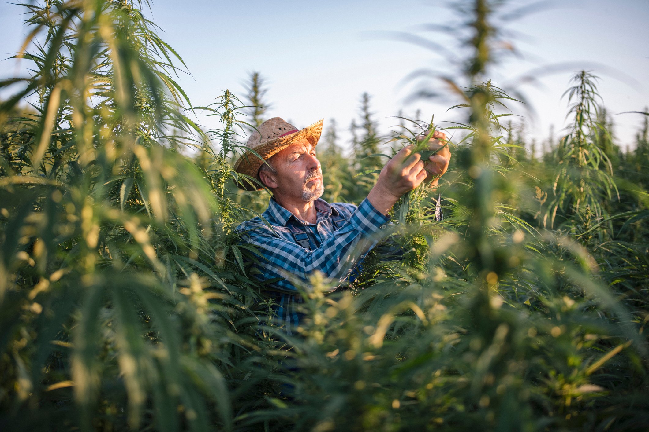 Grower tending to a cannabis plant in a field.