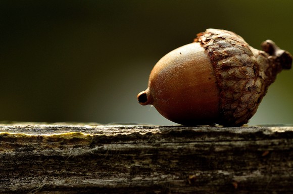 An acorn