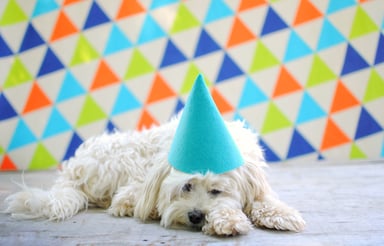 A sad dog wears a party hat.