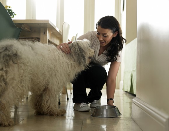 A person feeding a shaggy dog.