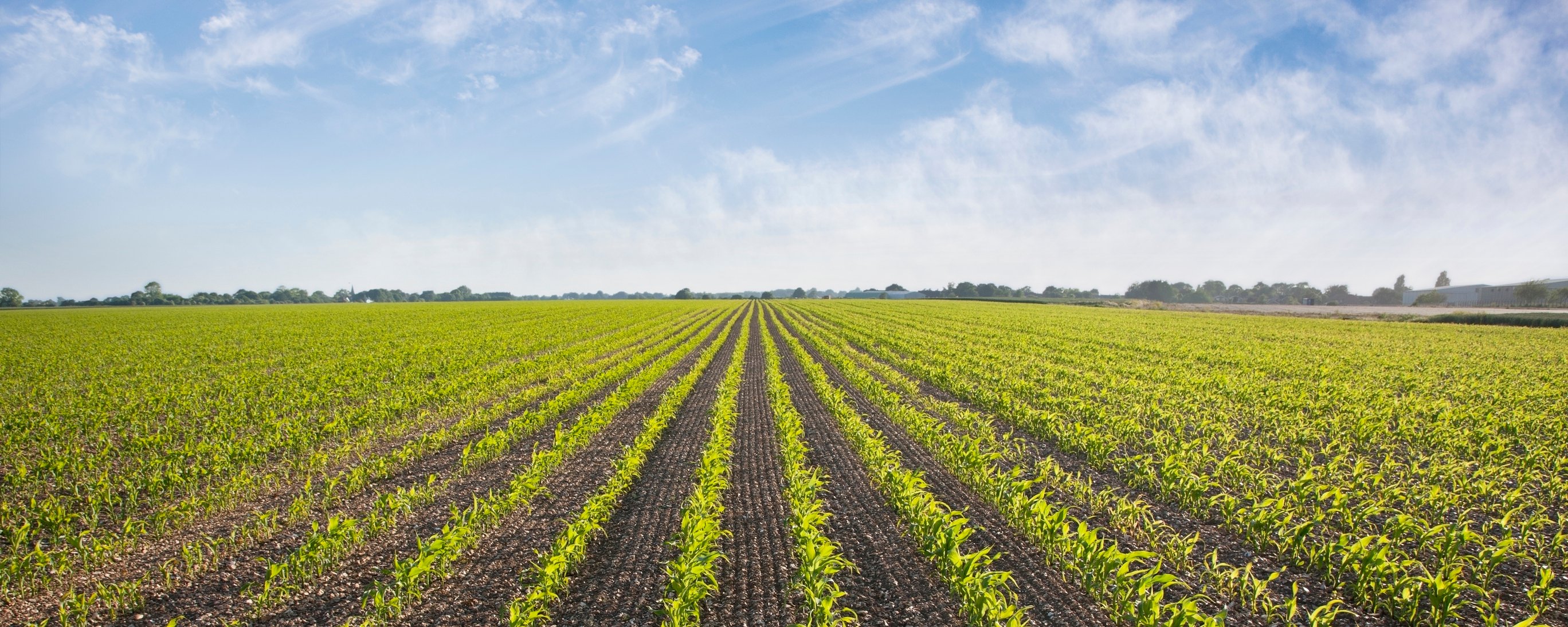 A field with growing plants. 