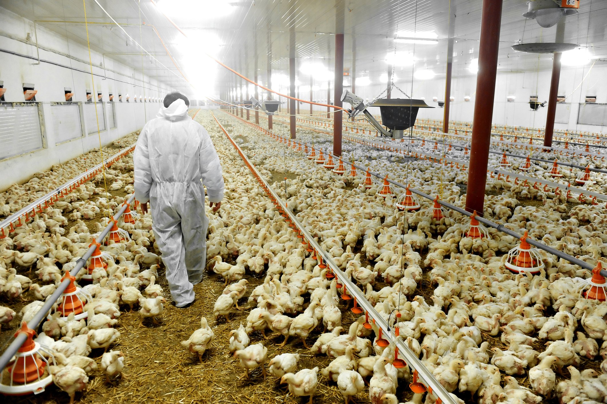 poultry chicken farm