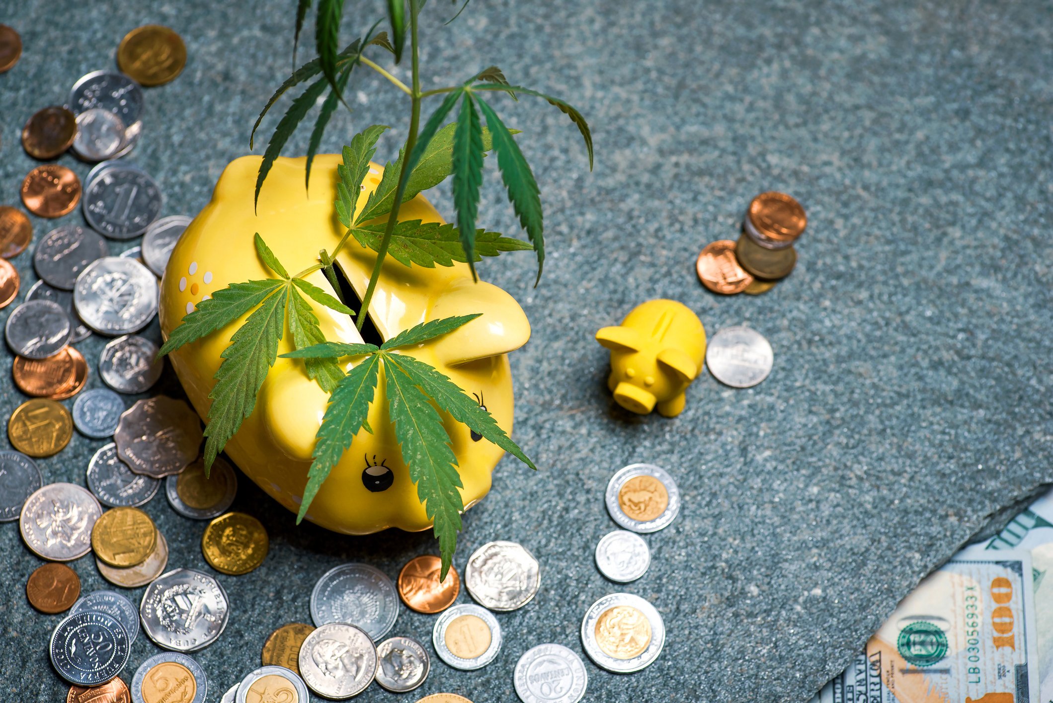 Marijuana leaves stick out of a piggy bank that is surrounded by coins.