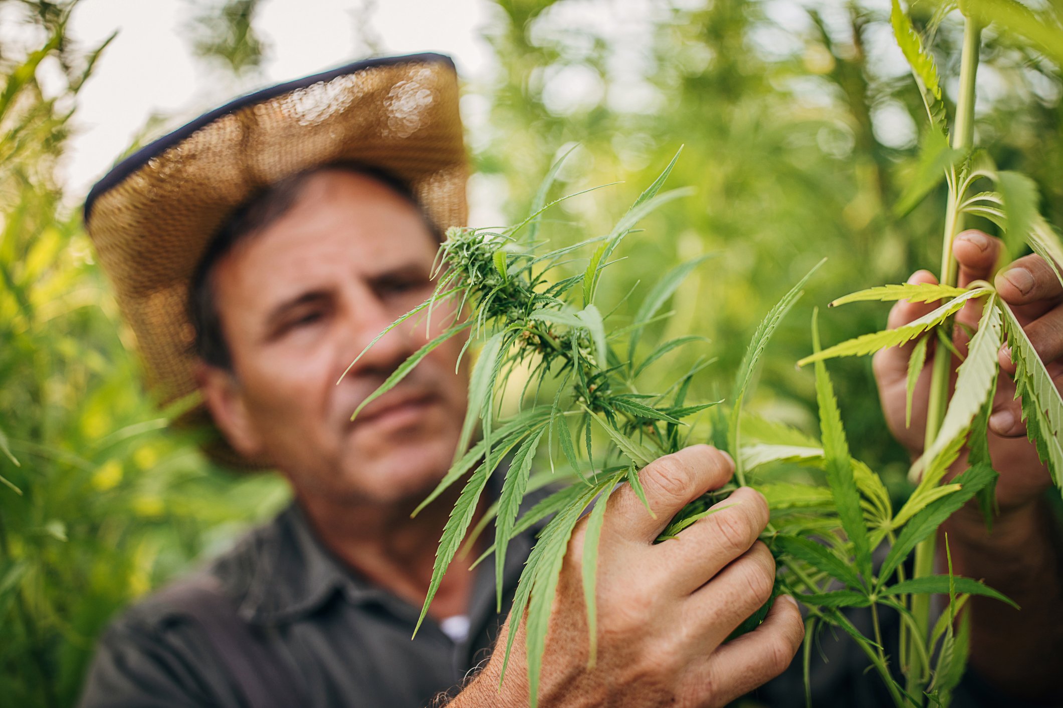Farmer checking marijuana plants.