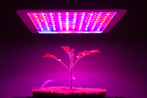 A plant in a dark room grows under bright pink grow lights.
