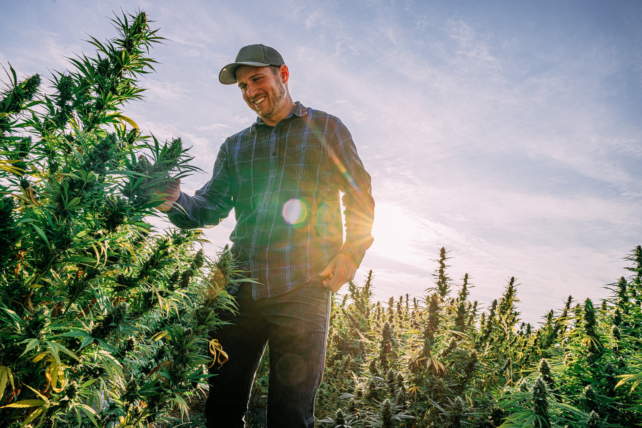 Man in marijuana field with sun behind him.