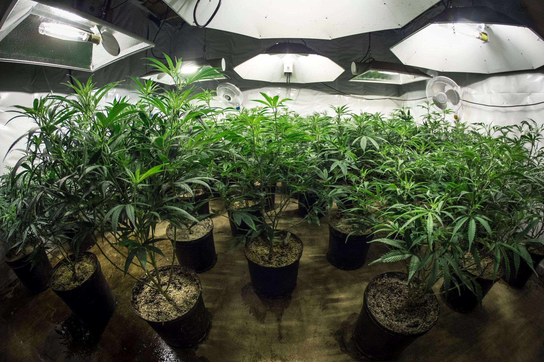Potted cannabis plants growing in an indoor cultivation farm under special lighting. 