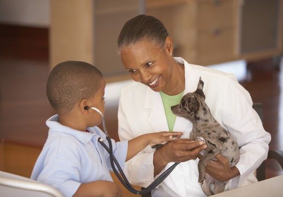 Veterinarian treating a dog.