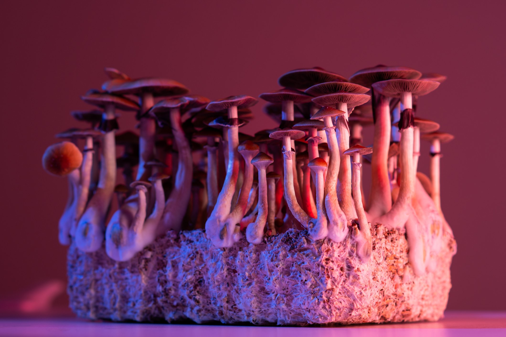 Psilocybin magic mushrooms under a red glow.