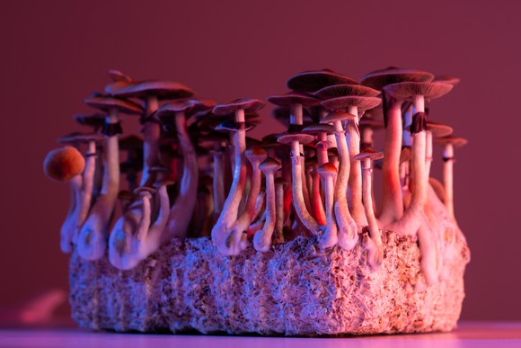 Psilocybin magic mushrooms under a red glow.