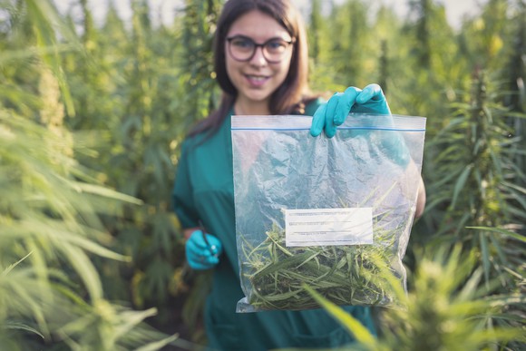 Person examining cannabis in a marijuana plantation.