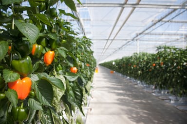 Indoor Farm Growing Tomatoes