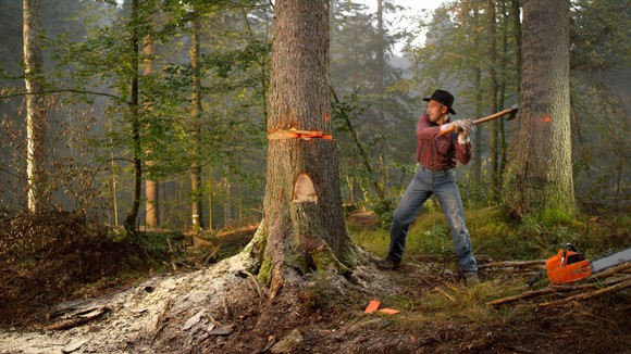 Lumberjack cutting down a tall tree.