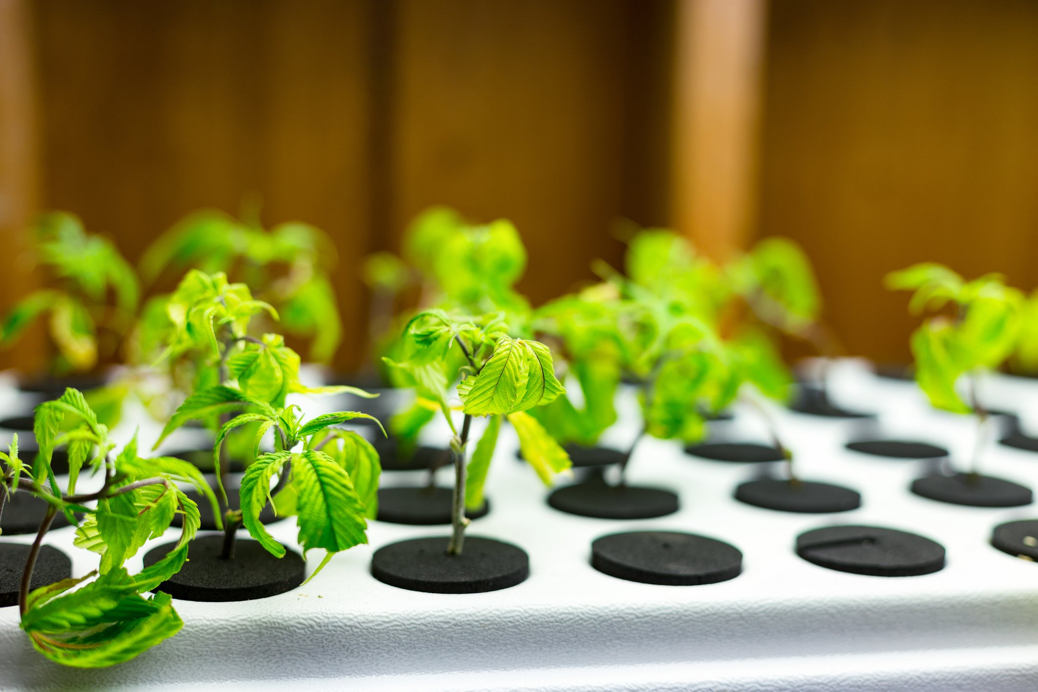 Marijuana plants growing in hydroponic system.