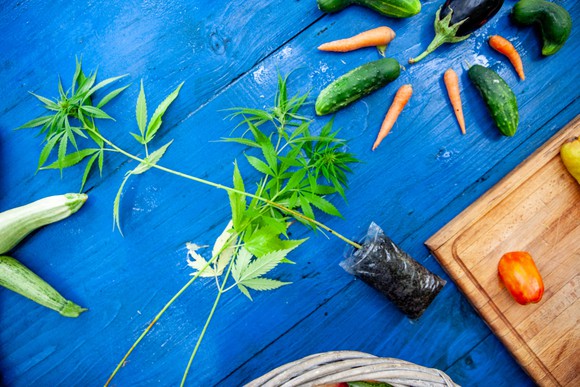 Marijuana plant with vegetables.