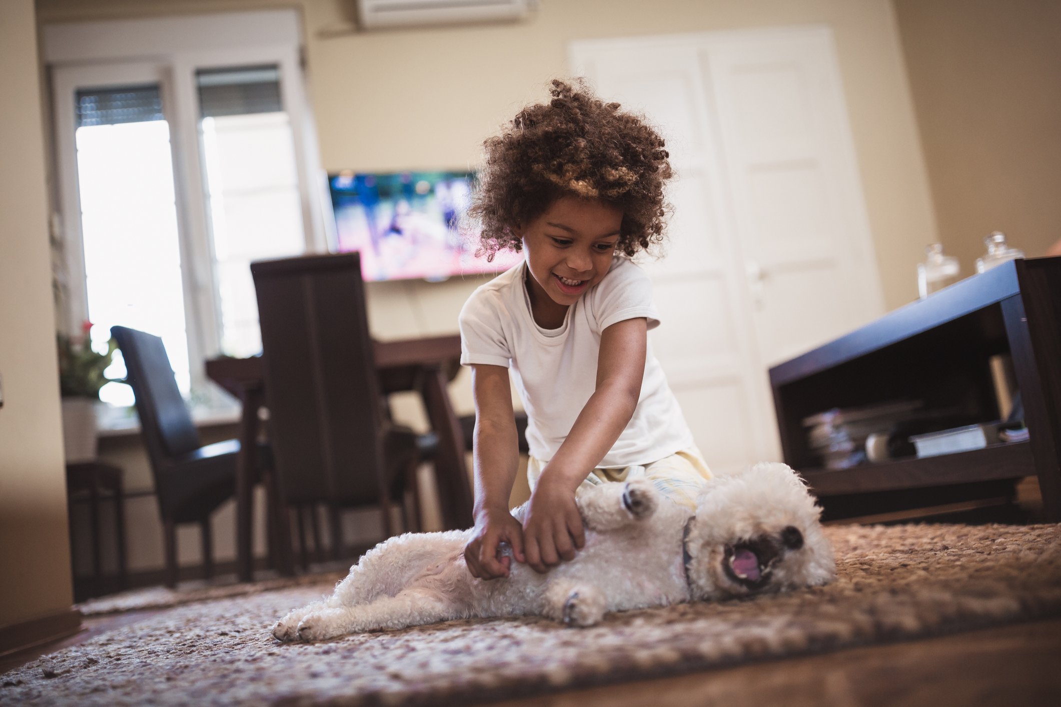 girl playing with pet dog on living room carpet. 
