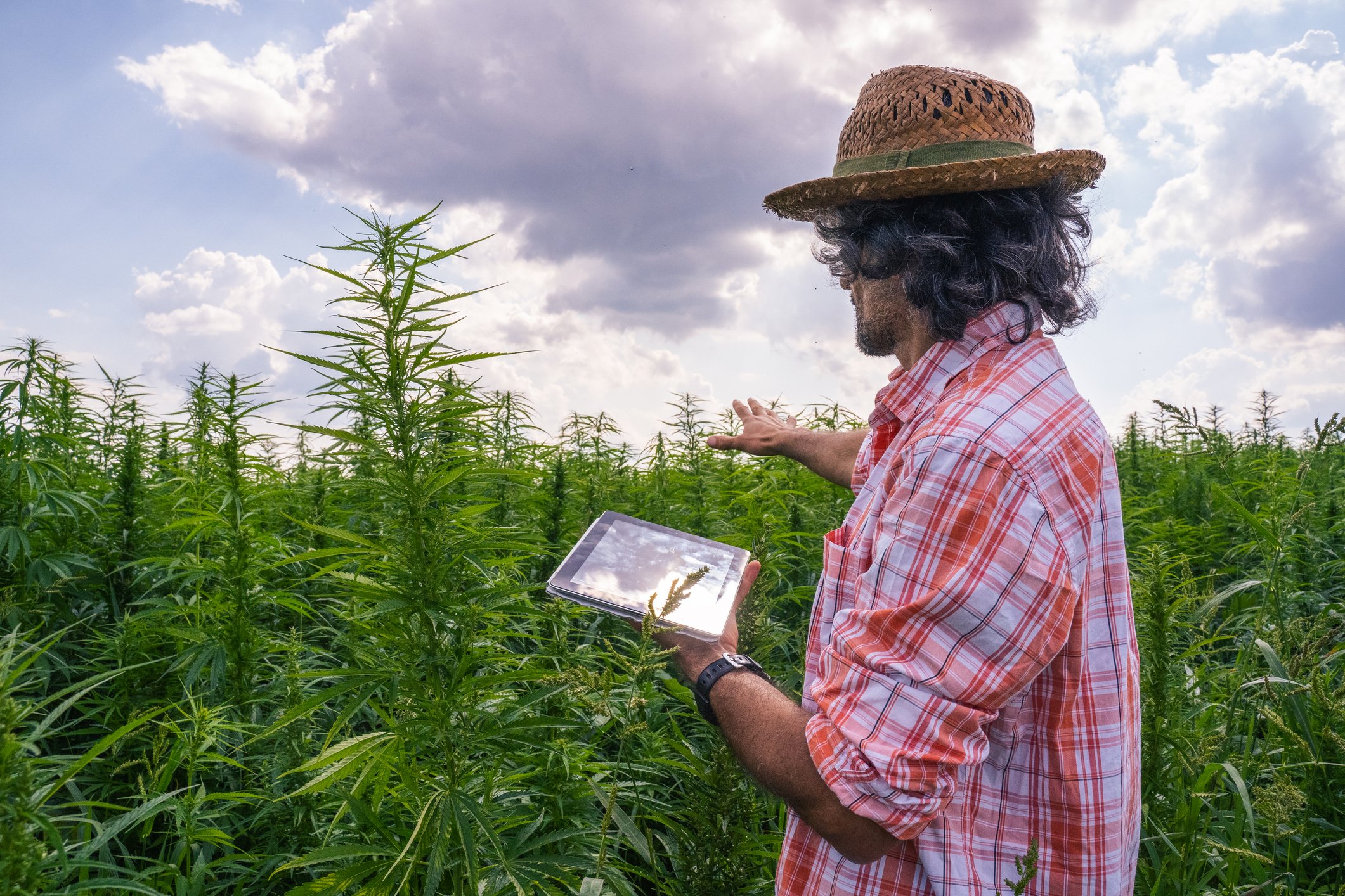 A farmer holding a tablet in a hemp field.