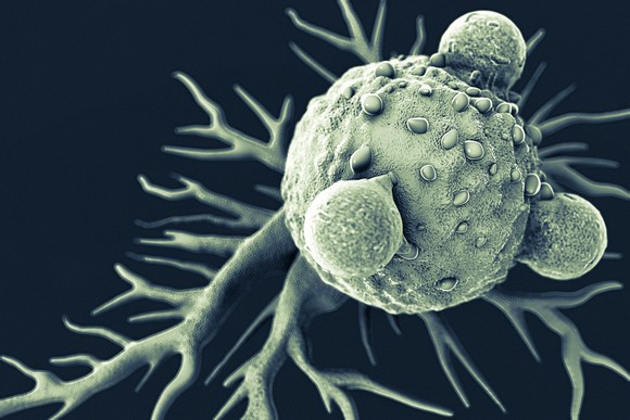 Up close image of a lymphocyte.