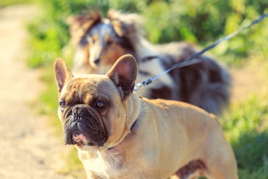 Dog Walking Two Dogs