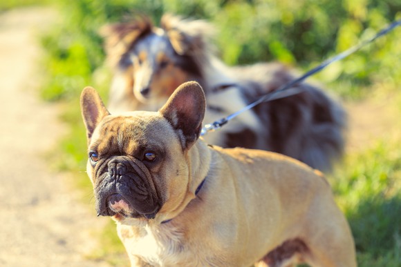 Two dogs, a collie and a French bulldog, on leashes during a walk.