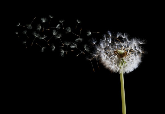 Dandelion seeds blowing away from the stem.