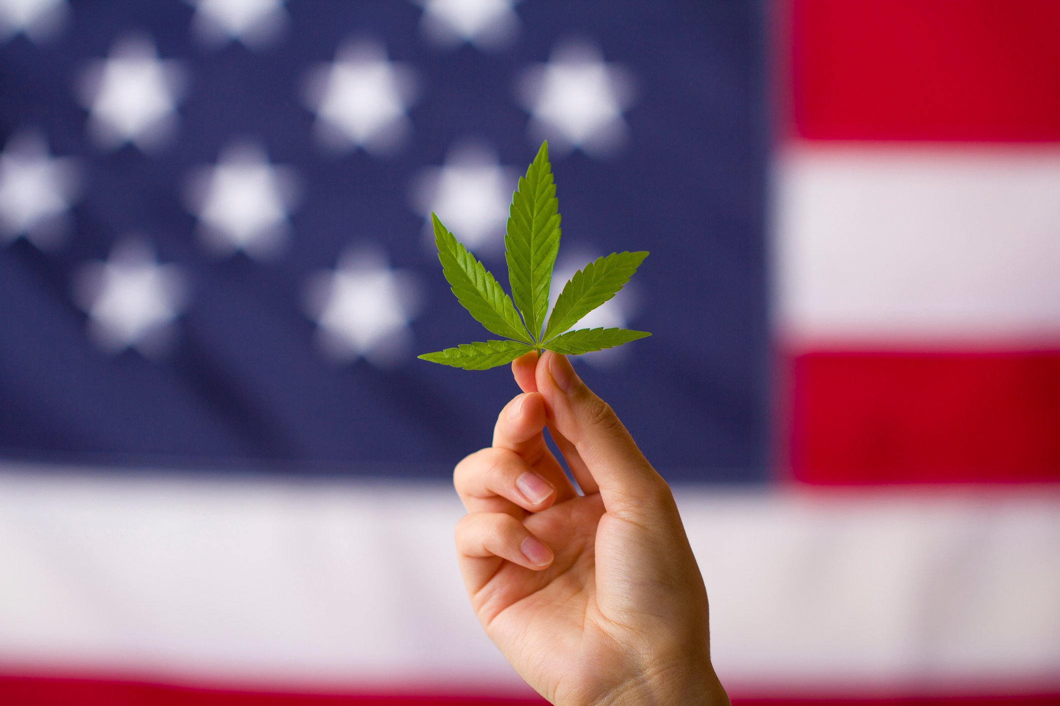 hand holding marijuana leaf against backdrop of American flag