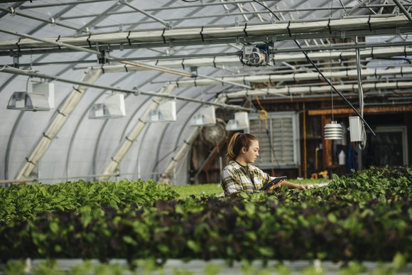 A person trimming a plant in a greenhouse.