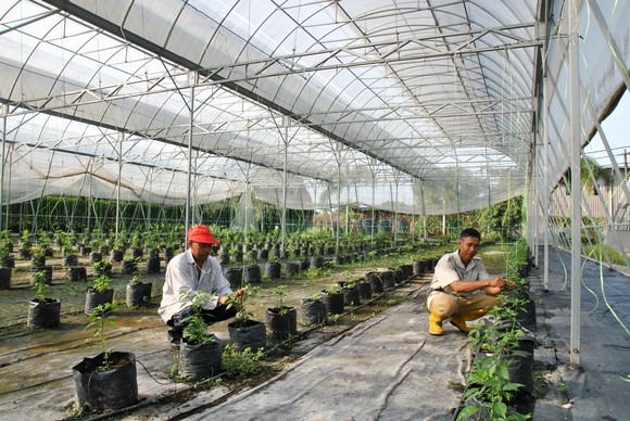 Two people working at a greenhouse.