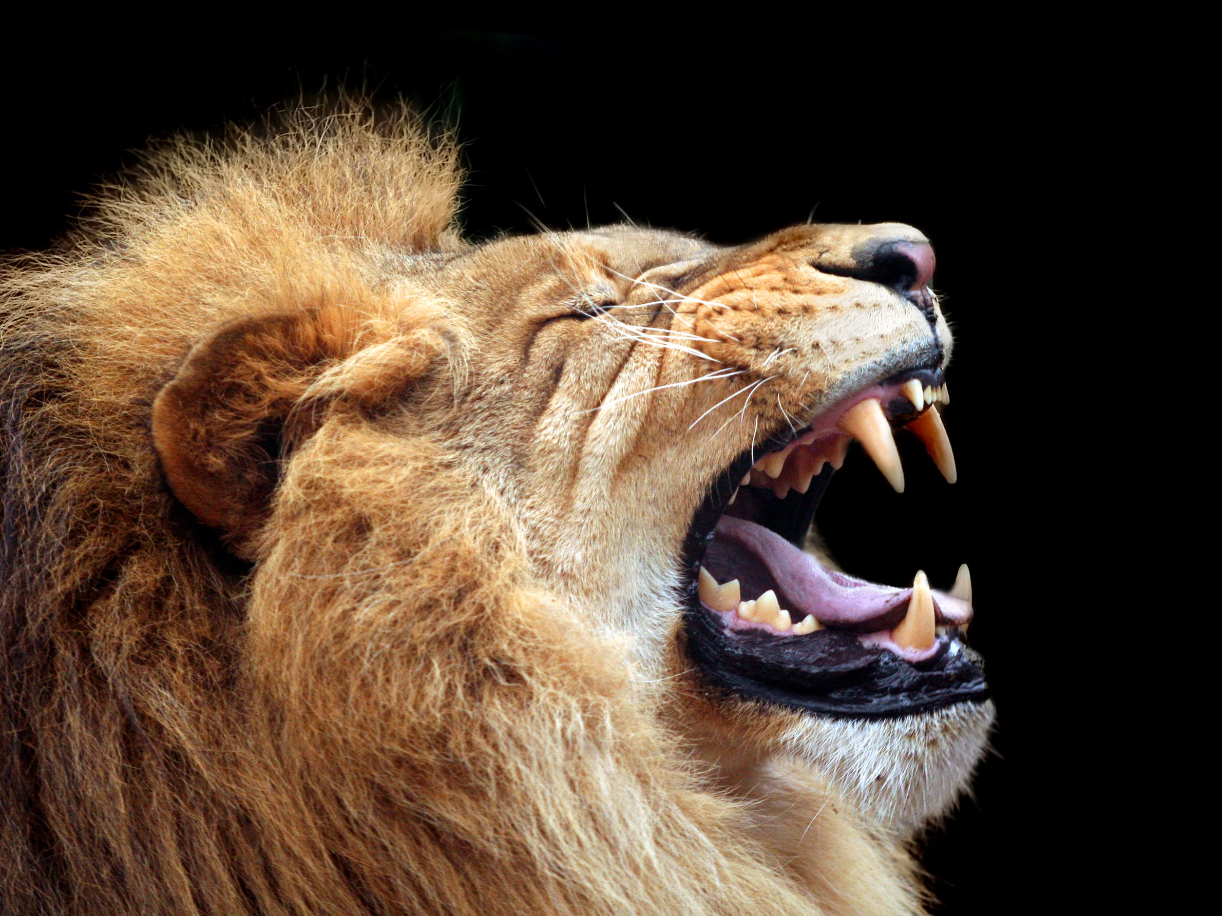 Roaring lion