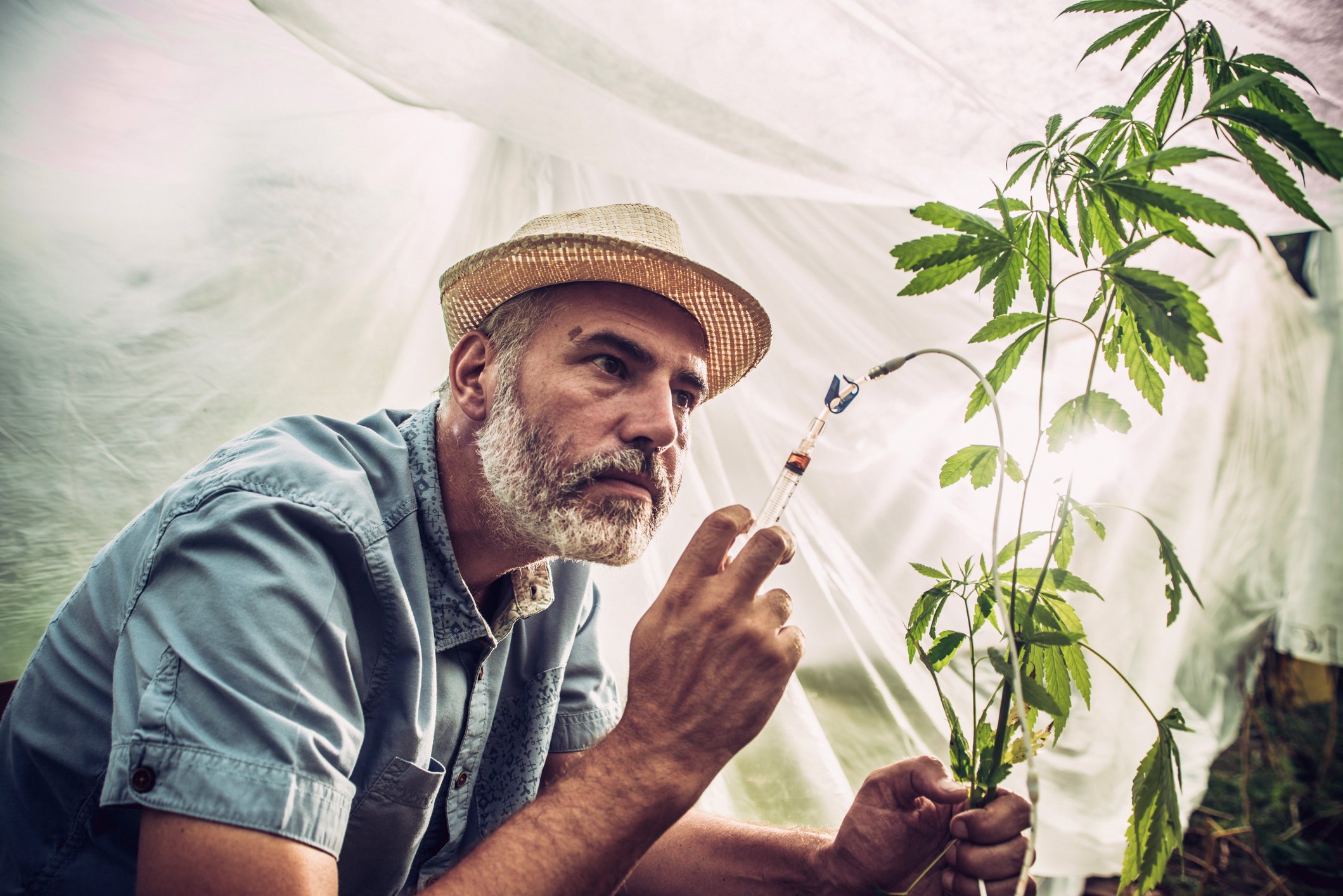 Worker checks cannabis plant in greenhouse.