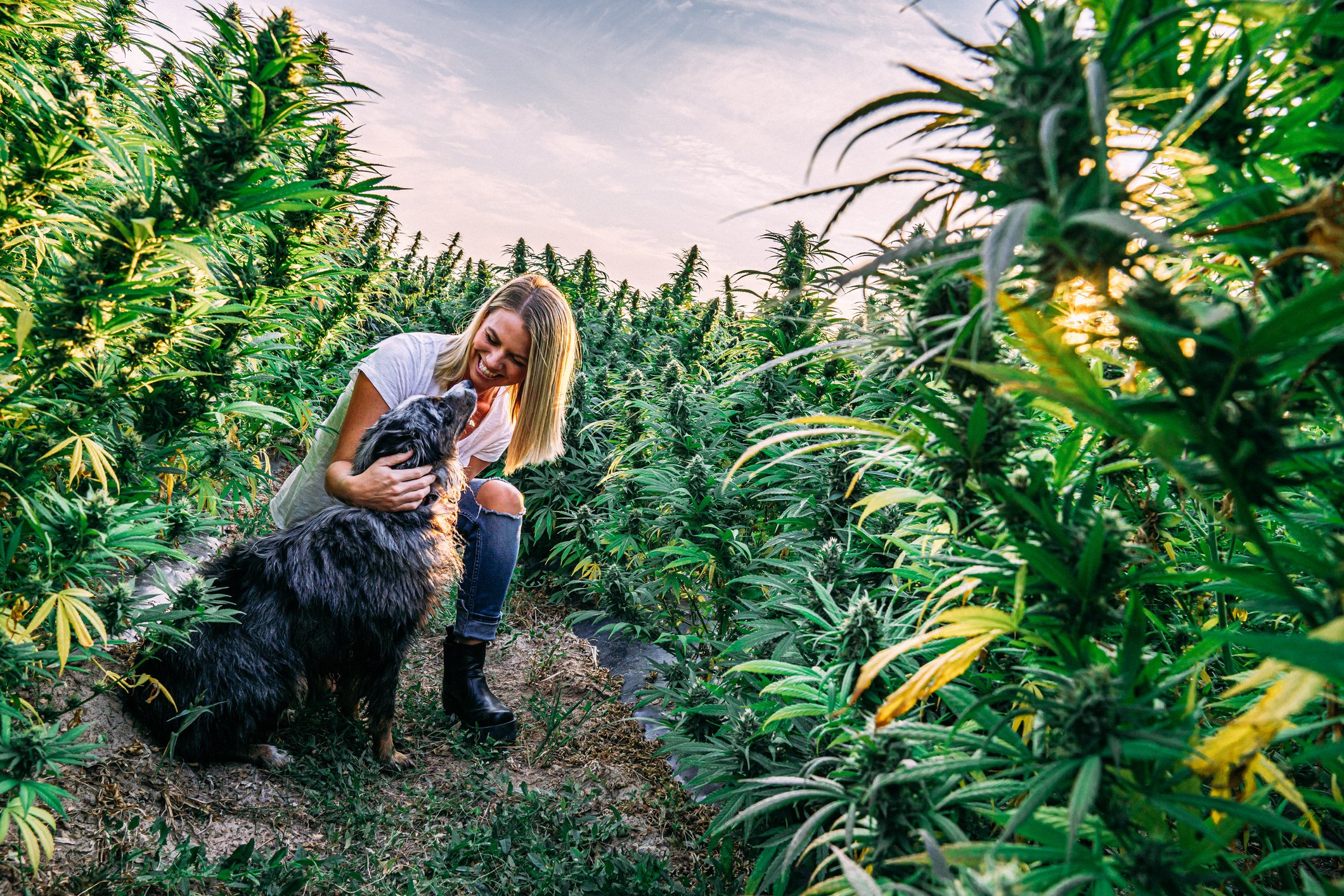 A person smiling at a dog in a cannabis field.